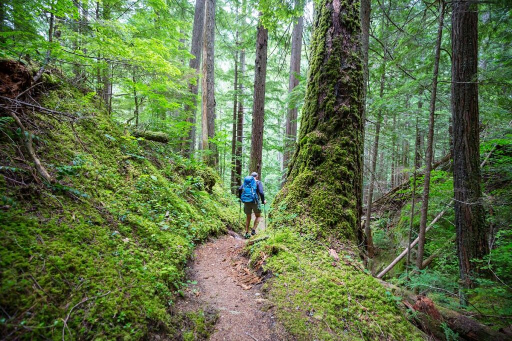 Chemin de campagne bordé d’arbres près de Milly-la-Forêt dans le Gâtinais