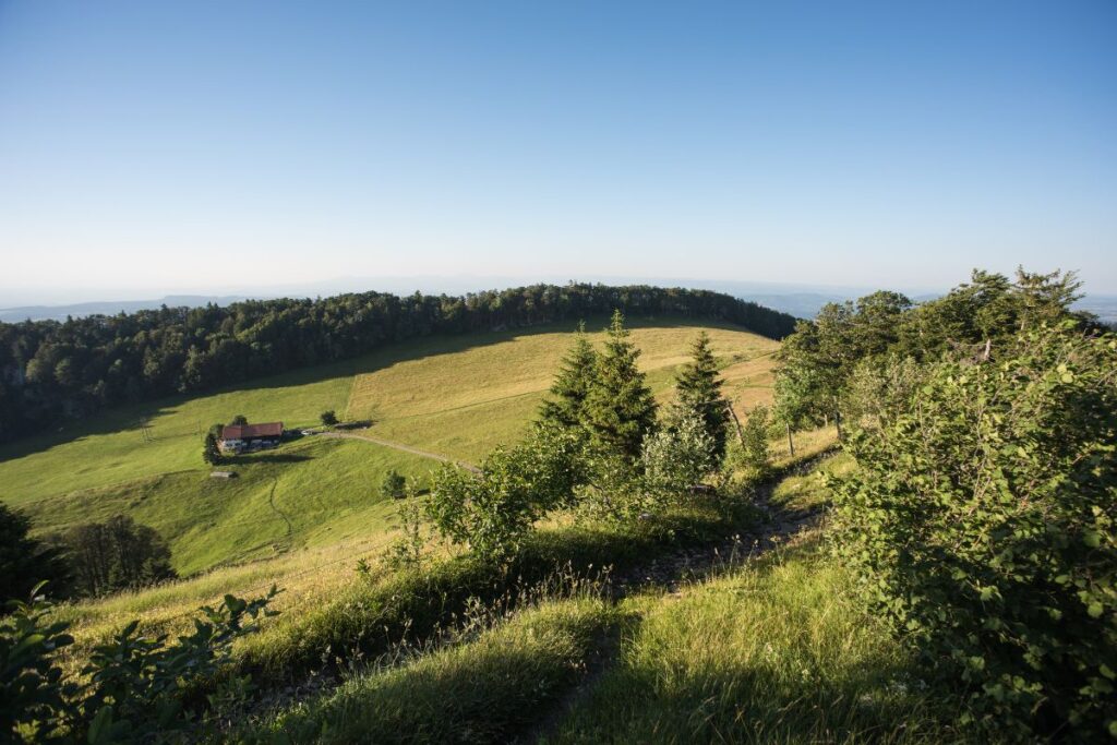 Forêt de conifères et prairie d’altitude au printemps sur les crêtes du Jura, habitat du chevreuil et du lynx