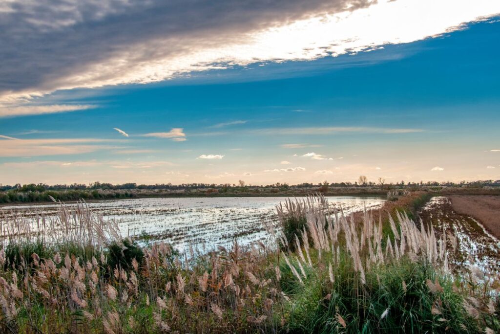 Flamants roses dans un étang de Camargue au printemps, entre roselières et lagunes