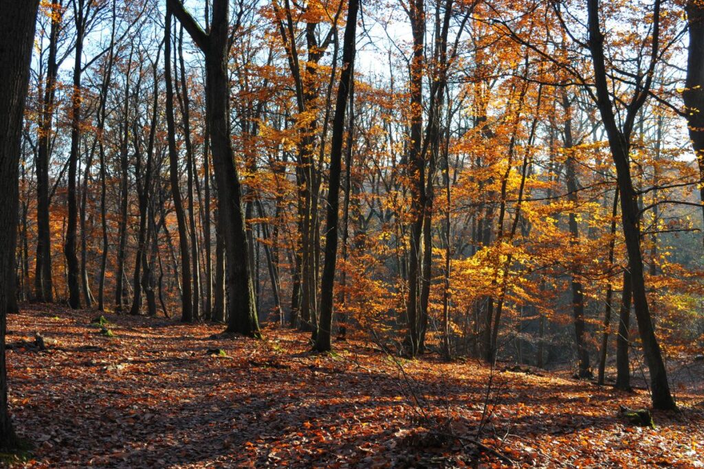 Sous-bois fleuri au printemps le long d’un sentier de randonnée d’Île-de-France